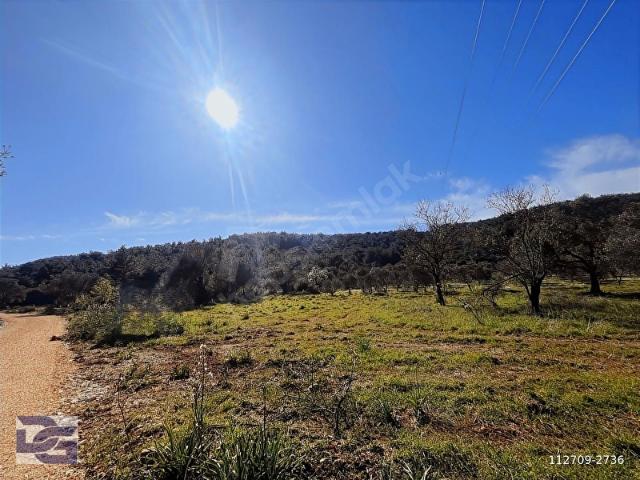 URLA NOHUTALAN'DA YERLEŞİM BÖLGESİNDE 12.492 m2 TARLA
