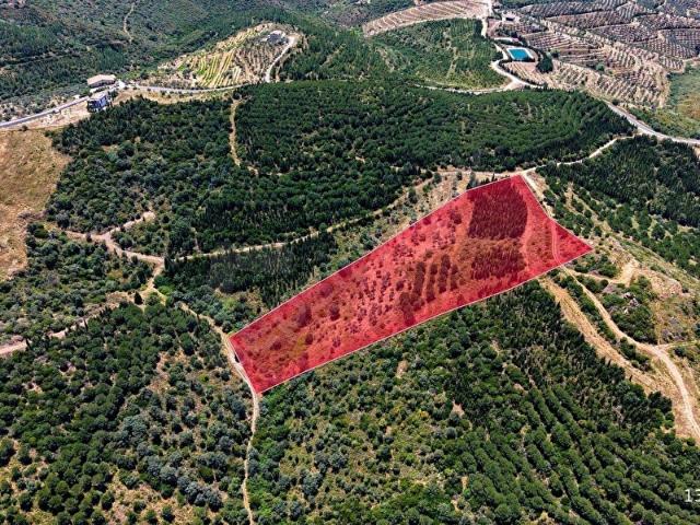 URLA BADEMLER 18 DÖNÜM TEK TAPU KIYMETLİ ARAZİ
