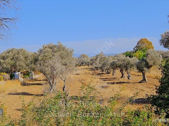 Urla Çeşmealtı Harbiye Cad. Toplam 5288 m2 Satılık Arazi