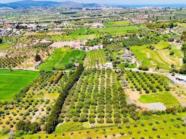 Urla Kuşçularda Yola Cepheli 8304 m Satılık Tarla
