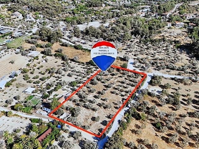Urla Kekliktepede Merkezi Konumda 5.837 m Kiralık Arazi