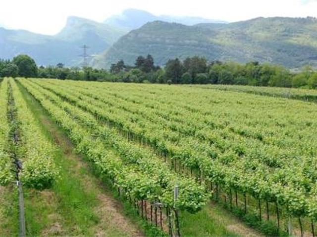 V000347 VENDESI TERRENO AGRICOLO PINOT GRIGIO