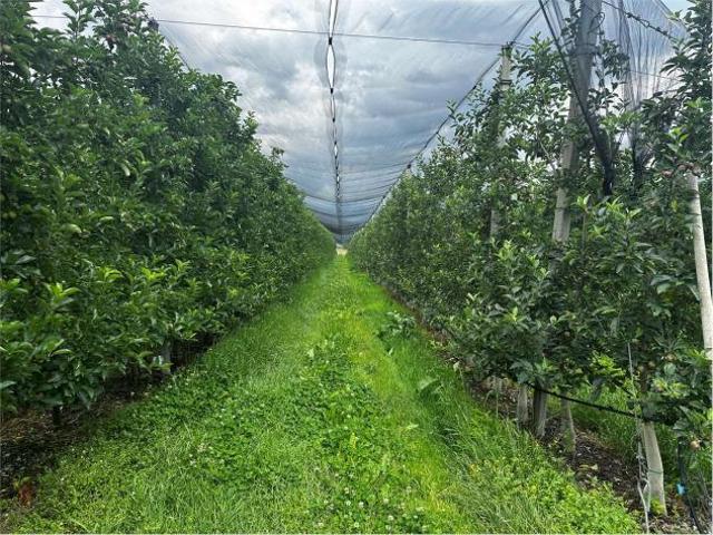 V000421 TERRENO AGRICOLO DI 6,9 ETTARI IN VENDITA A RONCEGNO TERME