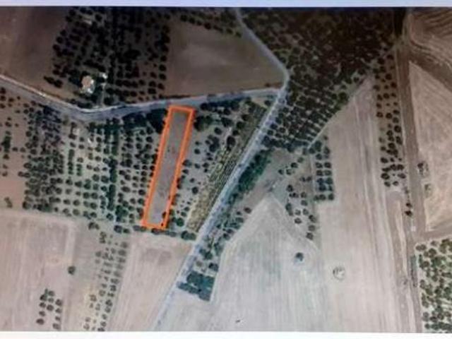 V000604 Terreno Agrigolo