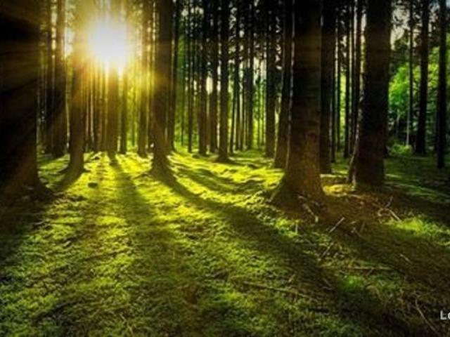 Vand padure Bacau 270 ha teren padure