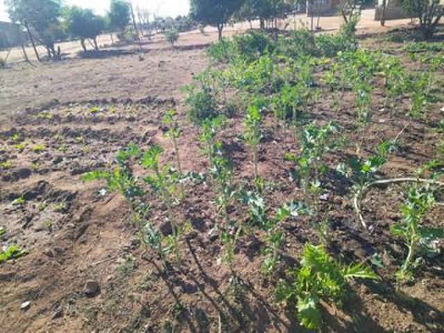 vacant land on the market in mankweng