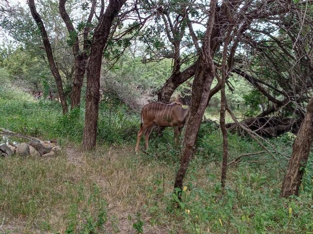 Vacant Land / Plot in Marloth Park For Sale