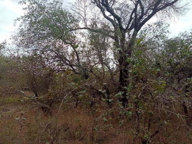 Vacant Land / Plot in Marloth Park For Sale