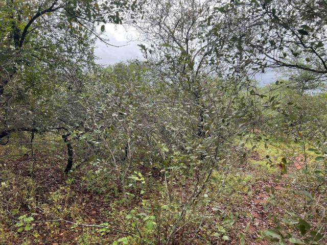 Vacant Land / Plot in Marloth Park For Sale