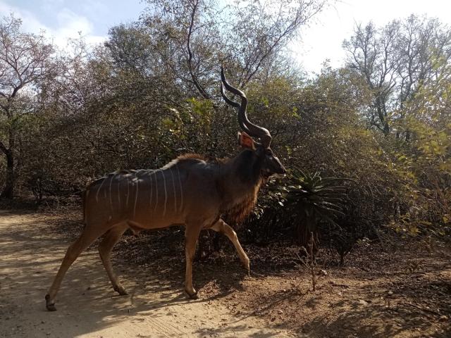 Vacant Land / Plot in Marloth Park For Sale
