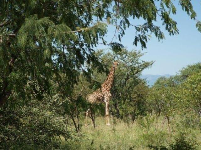 Vacant Land / Plot in Moditlo Nature Reserve For Sale