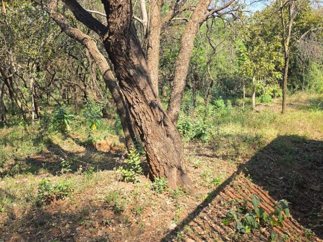 Vacant Land / Plot in Boschdal For Sale