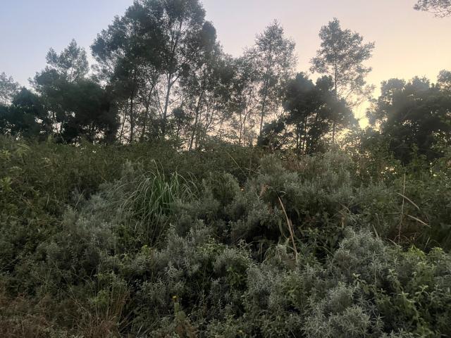 Vacant Land / Plot in Haenertsburg For Sale