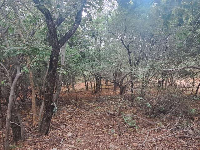 Vacant Land / Plot in Leeupoort For Sale
