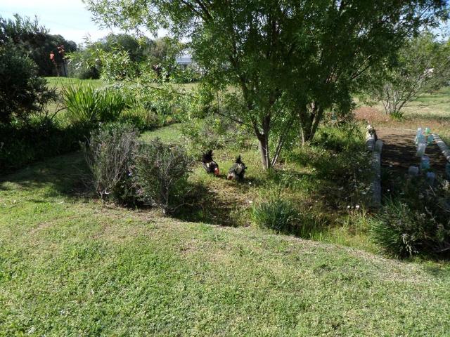 Vacant Land / Plot in Riebeek Kasteel For Sale
