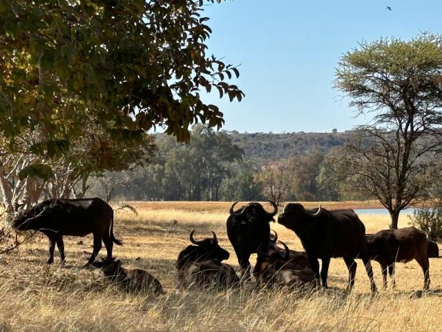 VAT Registered 701ha Valley Lodge / farm for sale
