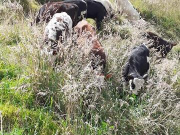 VENTA TERRENO DE CULTIVO/GANADERÍA Terreno en Venta en Yuquín Alto