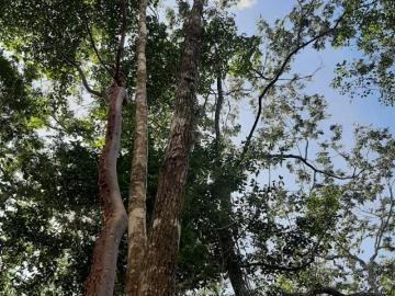 Venta terreno de 1 hectarea selva alta cerca de Leona Vicario