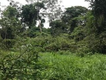 Venta Terreno Rustico En Tambopata
