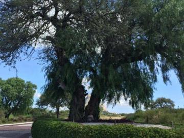 Venta Terreno Residencial en Bernal, Querétaro | 816 m2,Esquina