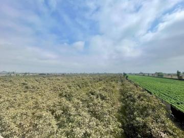 VENTA TERRENO/FUNDO USO AGRICOLA CULTIVO PALTA 12 Hectareas EL CARMEN