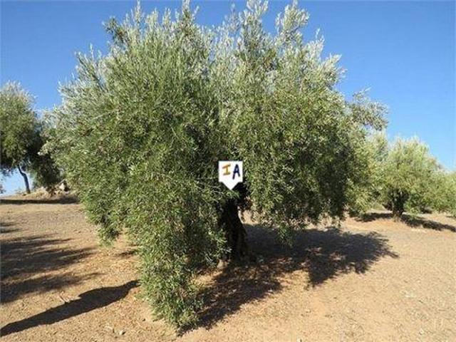 Venta Terrenos Alcaudete Jaen DLS82080705