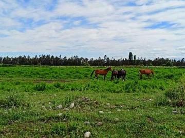 VENTA AGRICOLA VILLA ALEGRE 500000.00 m2