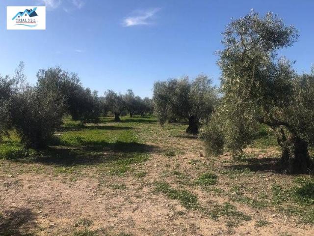 Venta de 3 Fincas Rústicas en Antequera Málaga
