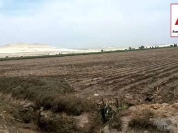Venta de 3 parcelas agrícolas de 4 has cada una juntas total 13.1243 has en Caucato alto – San Clemente Pisco