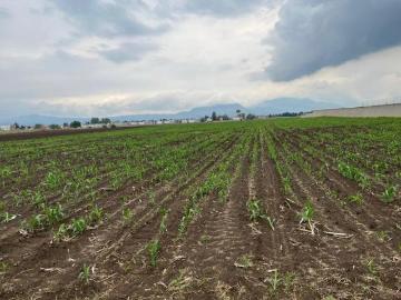 VENTA DE TERRENO A PIE DE CALLE EN SAN BARTOLITO TLALTELOLCO EN CALIMAYA