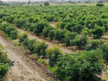 VENTA DE TERRENO AGRICOLA CON PALTA