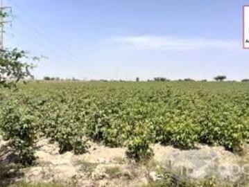 VENTA DE TERRENO AGRICOLA DE 2 has EN INDEPENDENCIA PISCO