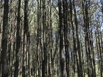 VENTA de terreno Campestre mas de 1000 m2, para cabaña en Amealco, Querétaro