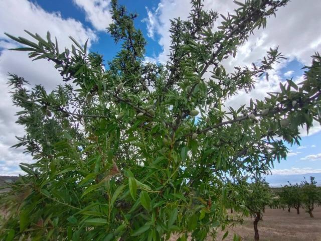 VENTA DE TERRENO CON ALMENDROS EN PRODUCCION