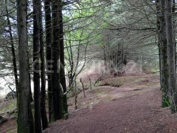 Venta de Terreno con Bosque en el Pueblo Mágico Del Oro