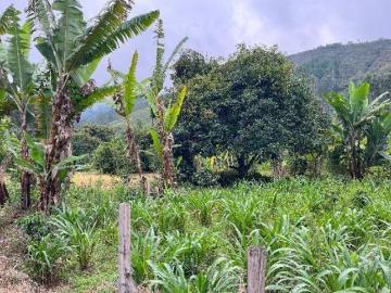 Venta De Terreno Con Plantaciones De Café Orgánico En Producción