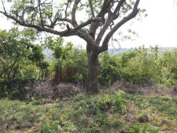 Venta de Terreno en Amatlán, Tepoztlán