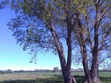 Venta de Campo Más de 3 has. en San Andrés de Giles San Andrés de Giles