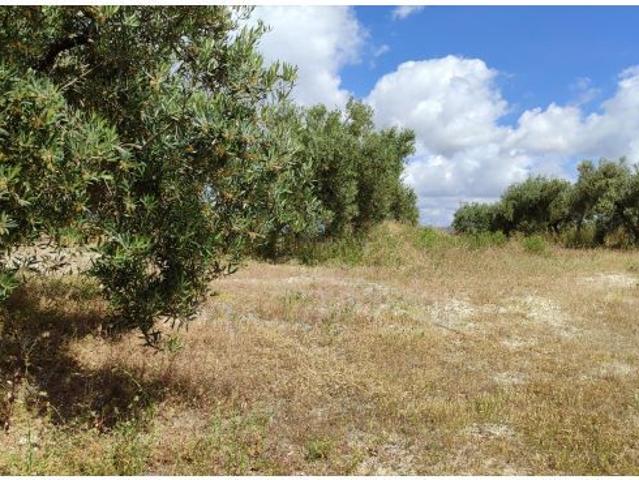 Venta de casa de campo y olivar