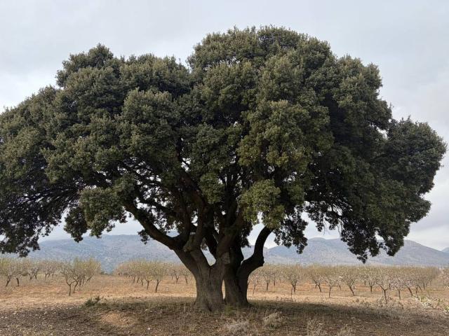Venta de dos parcelas agrarias en Chirivel