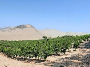 Venta De Empresa Agrícola Exportadora De Cítricos