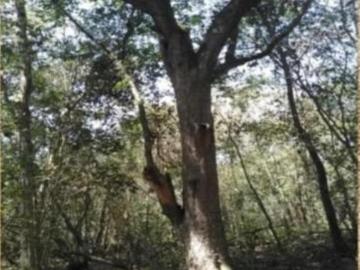 Venta de espectacular terreno en Chetumal