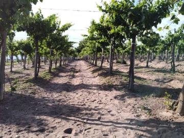 Venta de finca 61 has ubicada sobre ruta nacional n7, santa rosa mza