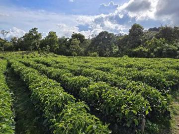 VENTA DE FINCA 163 HA+ IDEAL PARA CAFE GEISHA + 1500 M.S.N.M