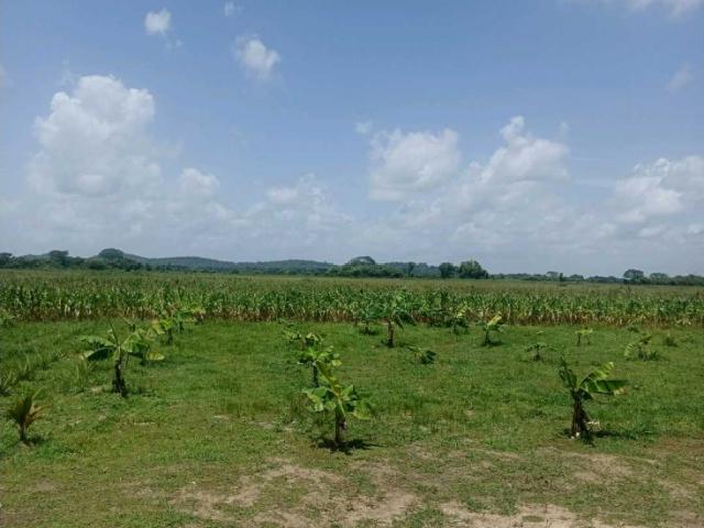 Venta de finca 260 hectareas