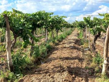 Venta de finca 33 has en los campamentos, rivadavia mendoza