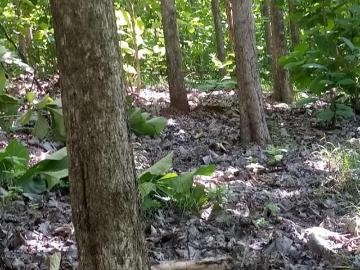 Venta de Finca de 25 Ha Reforestadas con Teca y Cedro Espino Mariabé, Pedasí
