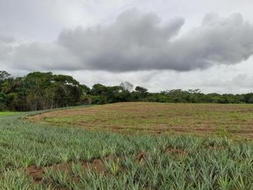 Venta de Finca en Chorrera, La Mendoza, 13 hectáreas