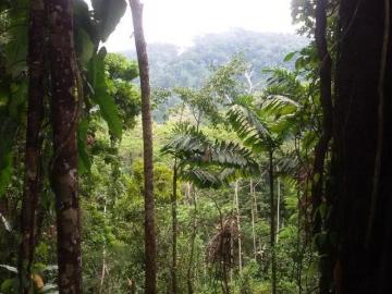 Venta de Finca en Changuinola, Bocas Del Toro