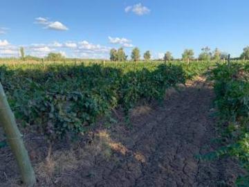 Venta de Finca en Colonia 3 de Mayo Mendoza